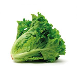 LECHUGA CRESPA